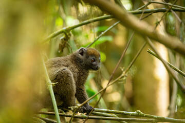 Wall Mural - Eastern lesser bamboo lemur, (Hapalemur griseus), Endangered endemic animal on bamboo and feeding in rain forest, Ranomafana, Madagascar wildlife animal.