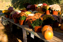 Chrysanthemums And Pumpkins For Sale At A Farm Stand Near Woodstock, Connecticut.
