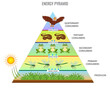 Energy pyramid or Food chain vector illustration