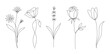 © Polina Tomtosova - Flower set continuous outline style. Decoration flower, botanical floral element, blossom one line art for wedding, spring concept background. Vector illustration