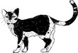 Vektor Illustration einer aufmerksamen, neugierigen Katze mit anmutig erhobenem Schwanz und schwarzen Flecken