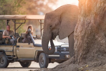 On A Safari In Africa: Unrecognisible Tourists In Open Roof Safari Car Watching Elephant In Foreground. ManaPools, Zimbabwe. 