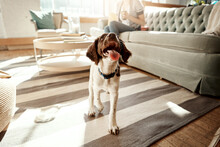 Dog, House Pet And Cute Animal On A Carpet In A Living Room, Apartment Or Home With Love And Care. Playful, Curious And Happy Spaniel Breed Walking With Tongue Out In Lounge To Relax In Room