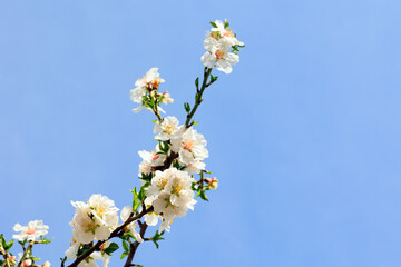 Poster - The flowers against a clear blue sky