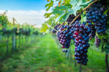 Grape harvest