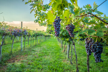 Wall Mural - Grape harvest