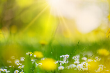 Poster - Macro photography of the flowering field of daisies and dandelions in spring.