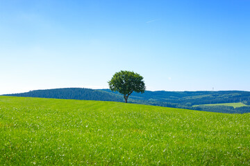 Wall Mural - A single tree standing on greenfield and blue sky .