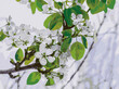 Almond Tree. Beautiful Almond Flowers in  Full Bloom. Stock Image.