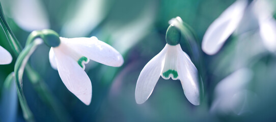 Wall Mural - Spring Snowdrops on bokeh background in sunny garden .