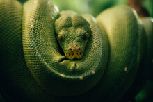 Close Up Of A Green Snake