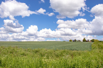 Wall Mural - Summertime fields in England.