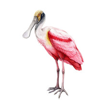 Spoonbill Bird Watercolor Illustration. Hand Drawn Realistic Roseate Spoonbill Element. Platalea Ajaja America Native Avian. Beautiful Tropical Bright Bird On White Background.