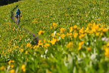 A Young Woman Rides A Mountain Bike Through A Field Of Wildflowers In Jackson Hole, Wyoming.