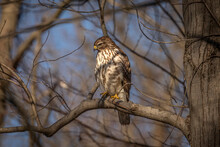 Juvenile Red-shouldered Hawk Perched On A Tree Branch