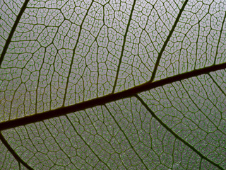 leaf texture, leaf background with veins and cells - macro photography