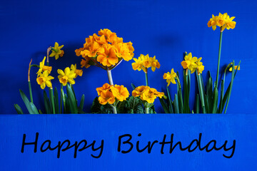 Wall Mural - Spring Flowers, Narcissus, Text Happy Birthday, Blue Wooden Background