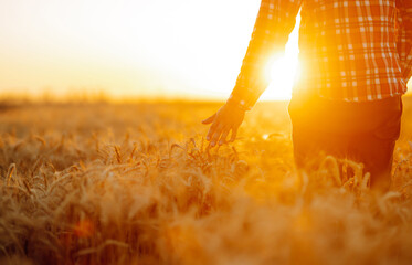 Amazing view with man with his back to the viewer in a field of wheat touched by the hand of spikes In the sunset light.Growth nature harvest. Agriculture farm.