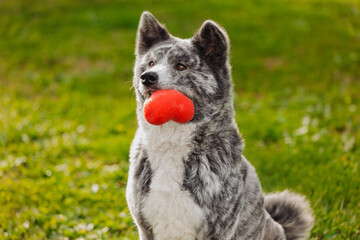 Wall Mural - Japanese Akita dog holds a heart in his teeth