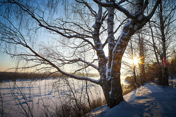 Wall Mural - Sunrise on winter morning and trees with bare branches on a cold sunny time and snow on field