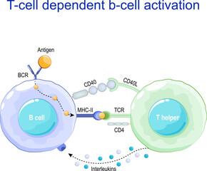 Wall Mural - T helper and b-cell. Receptors on surface of white blood cells.