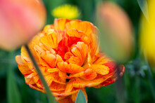 Orange Sunlover Tulip Growing In Garden