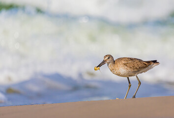 Wall Mural - Sandpiper finds a morsel of food on the beach