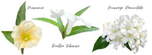 White Flower Cutout Png Transparent, Merremia, Ruellia Tuberosa, Murraya Paniculata