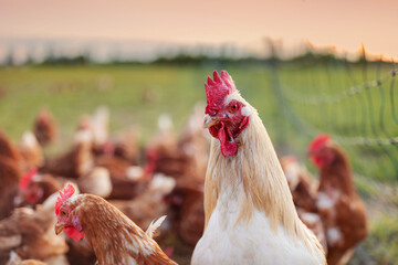 Wall Mural - close up of a free range rooster and.some chicken in the meadow