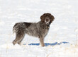 wirehaired pointing griffon 
