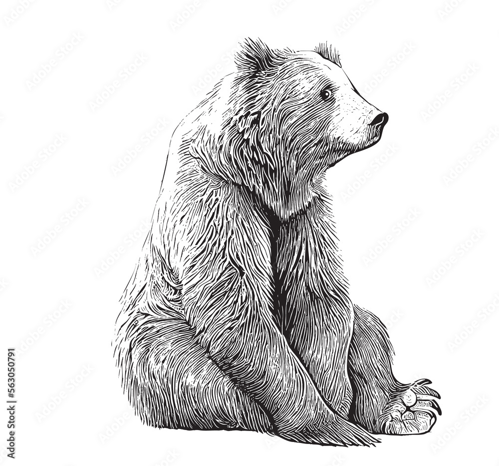 black bear sitting drawing
