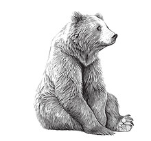 Cute Bear Animal Sitting Hand Drawn Engraving Sketch Vector Illustration.