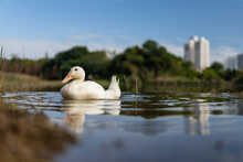 White Duck In The City