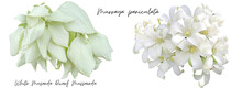 White Flower Cutout Png Transparent, White Musanda Dwarf Mussaenda, Murraya Paniculata
