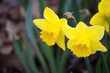 Yellow daffodils blooming in a garden