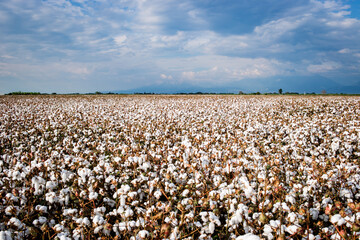 cotton field