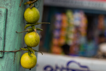 lemon and green chilli hanging at storefront to protect from evil eyes and ward off disasters. It is a widely accepted ritual in indian society.