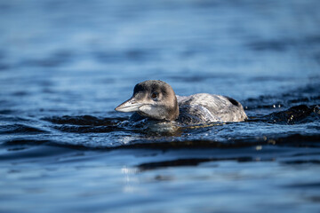 Wall Mural - Juvenile common loon resting at the surface of a lake