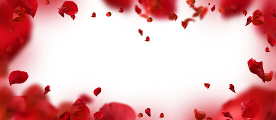 Wall Mural - Backdrop of rose petals isolated on a transparent background. Valentine day background.	