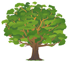 One Wide Massive Old Oak Tree With Green Leaves Isolated Illustration, Majestic Oak With A Rough Trunk And Big Crown