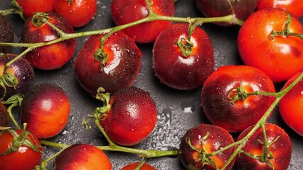 Wall Mural - Crop of ripe indigo tomato on dark slate, closeup of fresh whole black cherry kumato