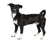 Sweet black and white shorthaired stray dog, standing side ways. Looking towards camera with brown eyes. Isolated cutout on transparent background.