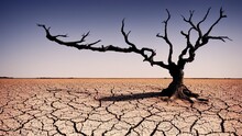 Land With Arid Soil Dying Trees And Cracked Soil Desert Global Warming Background.