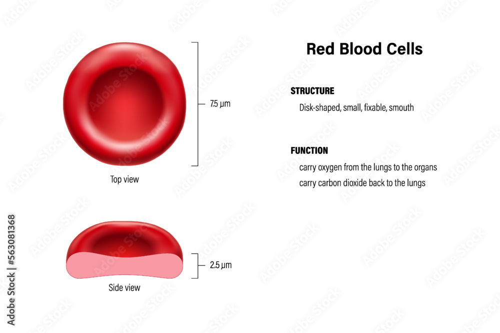 Structure and function of red blood cells vector. Erythrocytes top view ...