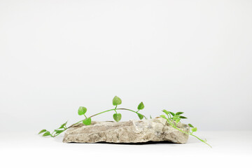 Wall Mural - creative layout of colorful leaves on a white background in the rays of the sun, with shadows. minim
