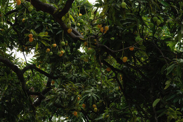 Wall Mural - Tree with mango fruits hanging from branches