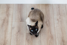 Funny Cat On Wooden Floor
