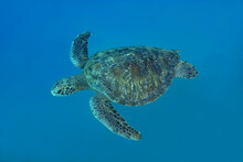 Wild Green Sea Turtle Floating Underwater