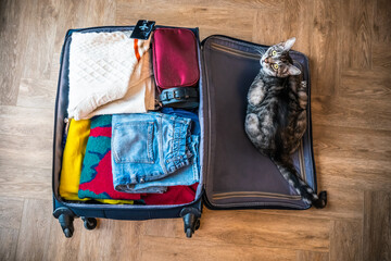 The cat is sitting in a suitcase. The cat is bored and does not want to let the owner go on vacation or a business trip. View from above. Travel concept. Vacation preparation. Assembled open suitcase 