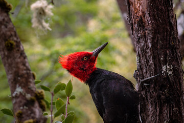 a beautiful male magellanic woodpecker. black bird with a red head. patagonia, chile.